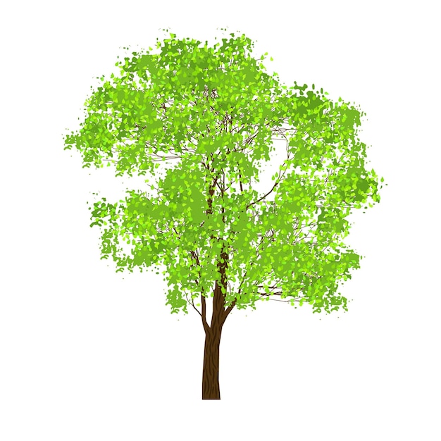 Tree with fresh green foliage isolated on white background, vector illustration