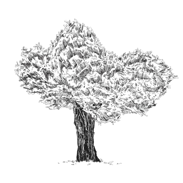 tree with heartshaped leaves