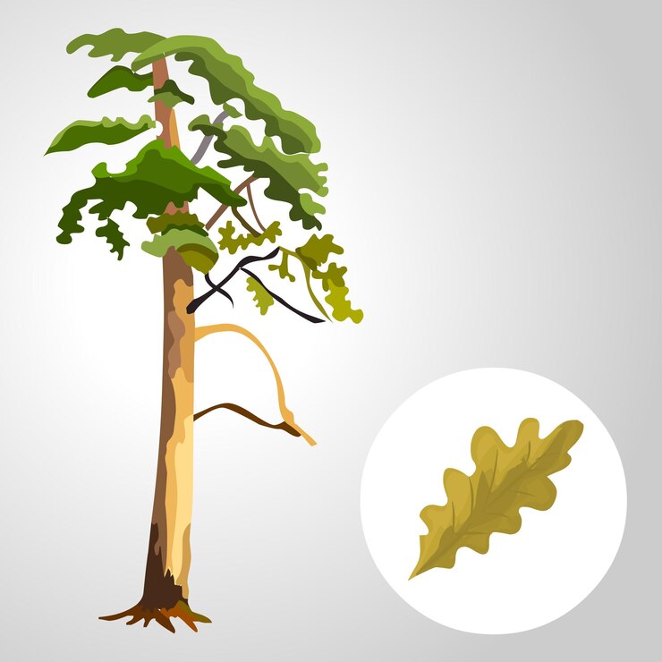Vector tree with leaf isolated illustration