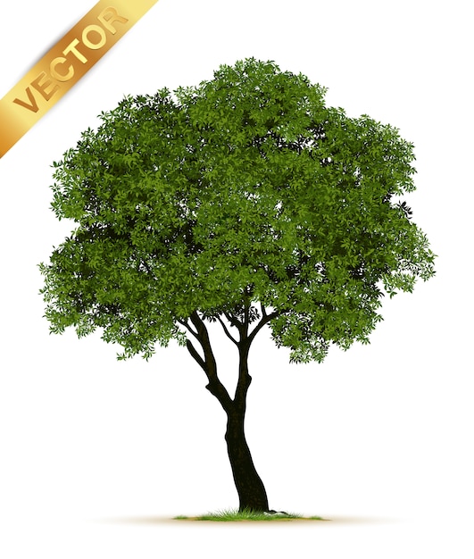 Trees Isolated on White 