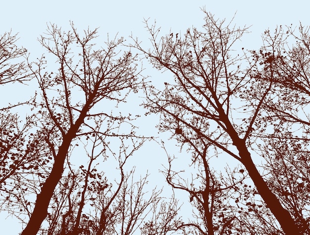 Trees silhouettes of the fall forest