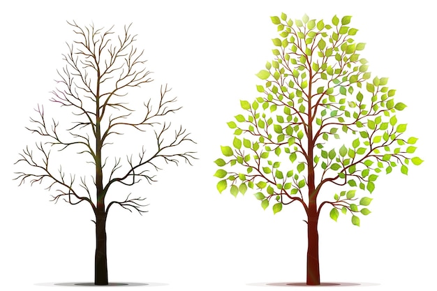 Vector trees on white background