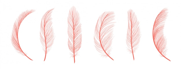 Vector trendy coral feathers. pink fallen feathers isolated on white background