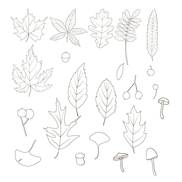 Trendy line art autumn leaves