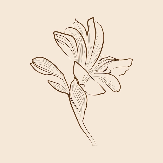 Vector trendy modern hand drawn line art with alstroemeria