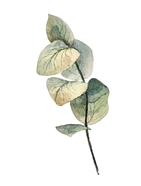 벡터 장식 디자인을 위한 수채색 유칼립투스 잎이 있는 세련된 템플릿입니다.
