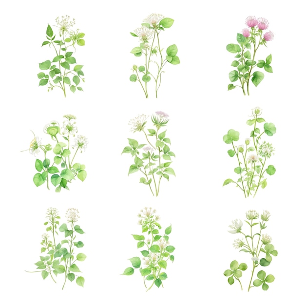 Vector trifoliumwatercolor set of wildflowers hand drawn vector illustration