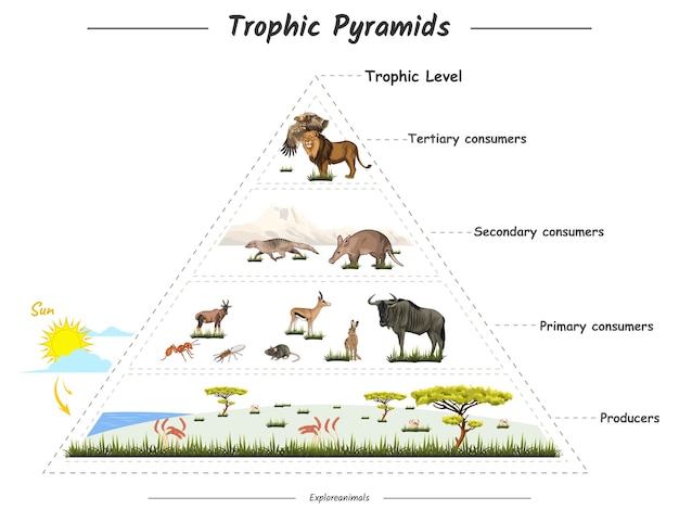 Vector trofische piramides in savanne