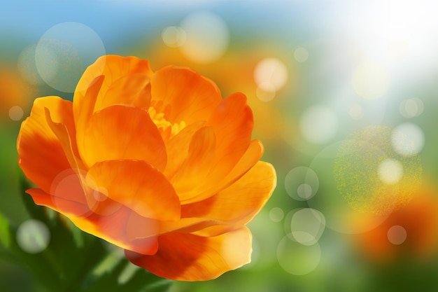 Trollius flower in a spring meadow