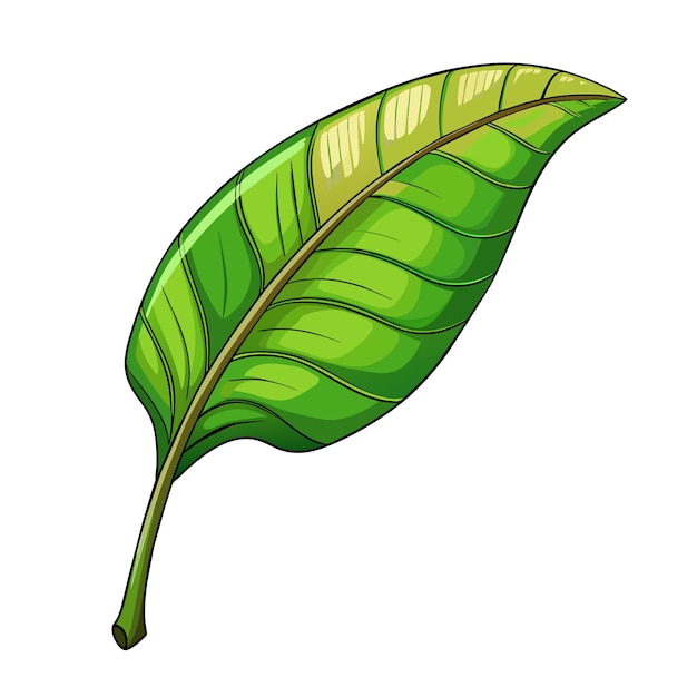 Тропический зеленый банановый пальмовый лист на белом фоне