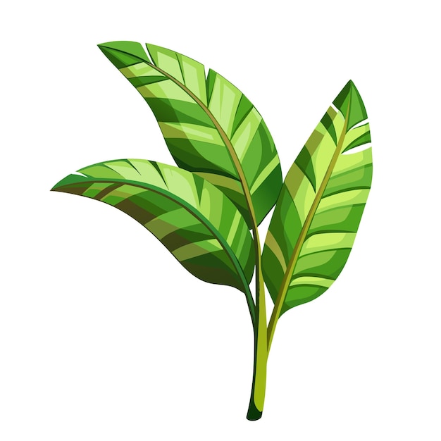 tropic green banana palm leaf