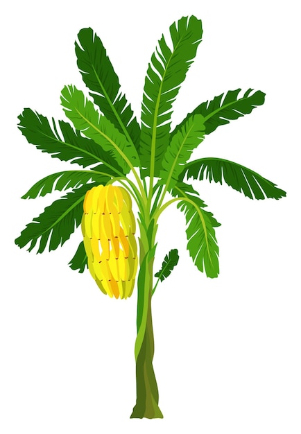 Tropical bananas palm trees with growing bunch leaf fruits ripe cluster Palm foliage and leaves Vector design isolated element
