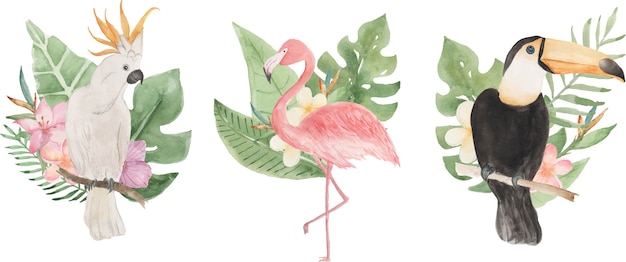 Vector tropical bird watercolor