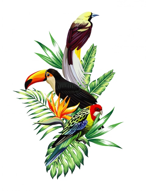 Vettore composizione di uccelli tropicali