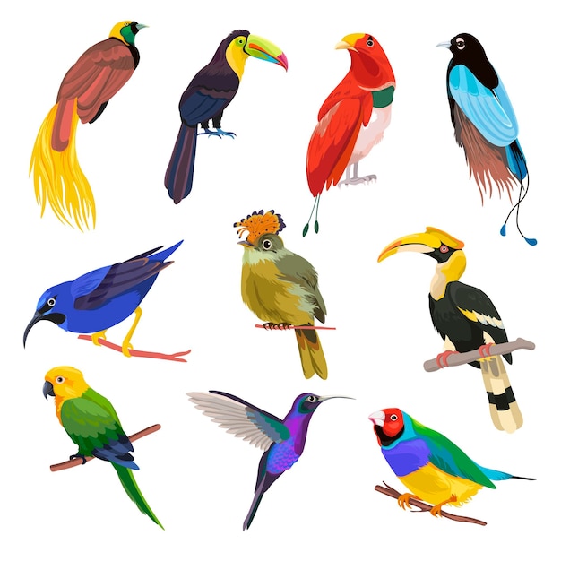 Uccelli tropicali pappagalli e colibri sui rami
