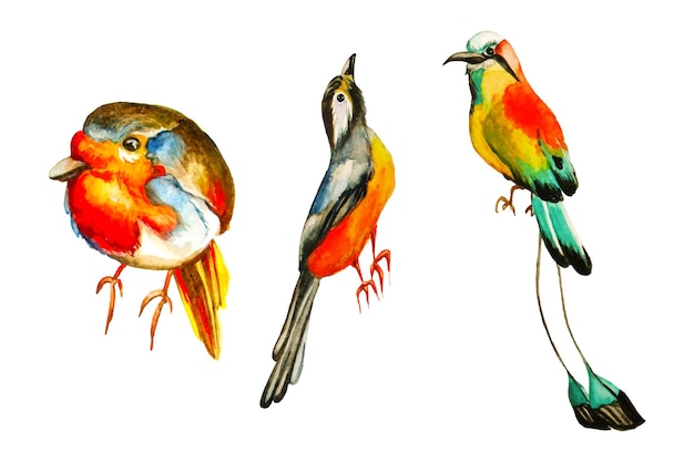 Vector tropical birds set.