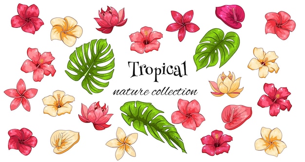 Тропическая коллекция с экзотическими цветами и резными листьями в мультяшном стиле. векторные иллюстрации для дизайна, изолированные на белом фоне.