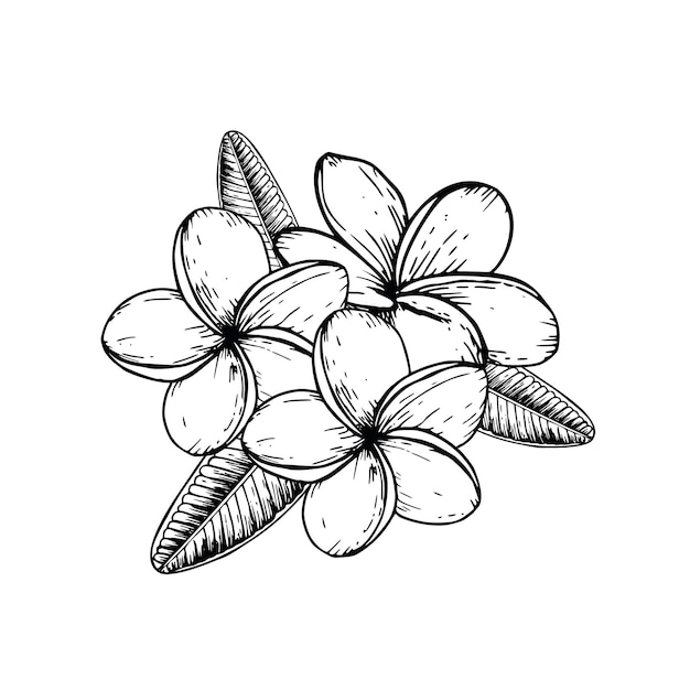 Vettore composizione tropicale di fiori di plumeria vettoriale illustrazione su sfondo isolato bella botanica