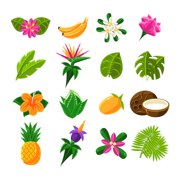 Tropical Exotic Fruits And Flora Set Of Icons