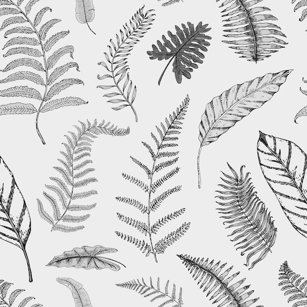 Vector tropical or exotic leaves leaf of different vintage plants monstera and fern palm with banana