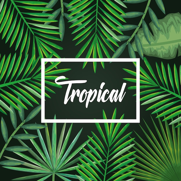 Vector tropical and exotic palms leafs