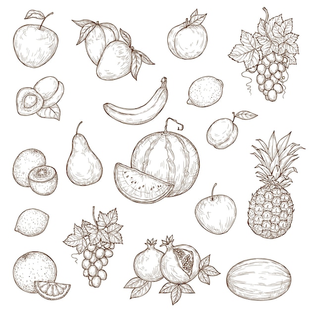 Vector tropical farm and garden fruits vector sketch