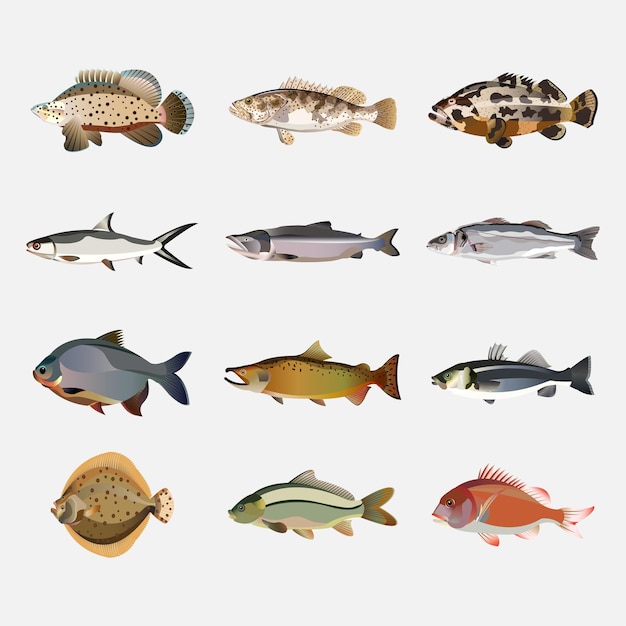 Vector tropical fish collection isolated