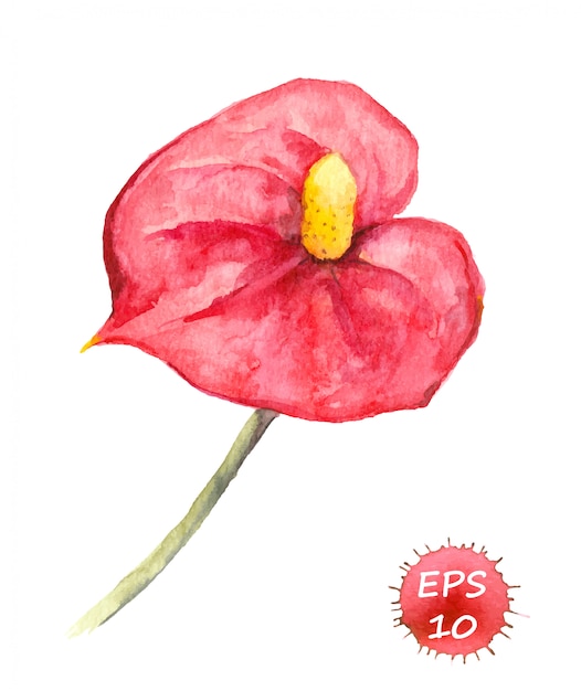 Tropical flower - Anthurium. Watercolor