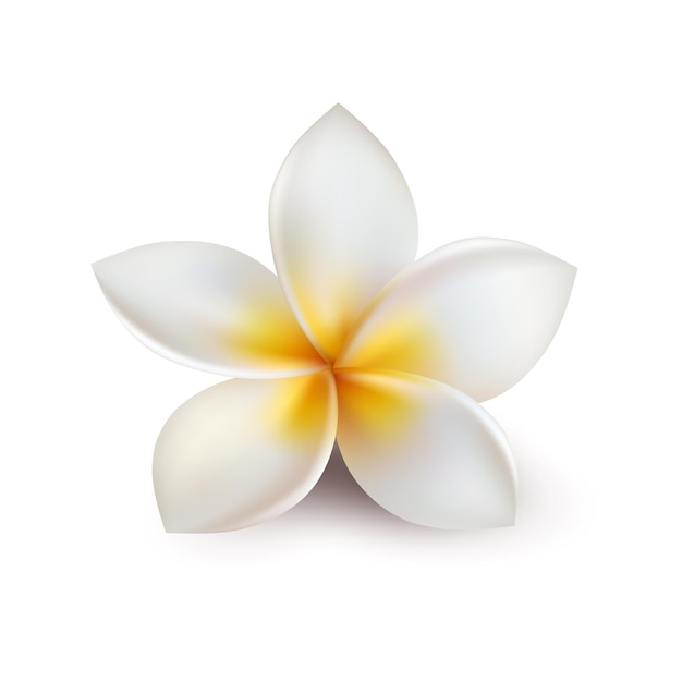 tropical flower exotic flora blossom