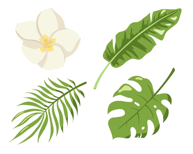 tropical flower and leaves collection. flat style. monstera, palm and banana jungle leaves, plumeria blossom, nature decorative set for logo, cosmetic, spa, beauty care products. premium vector