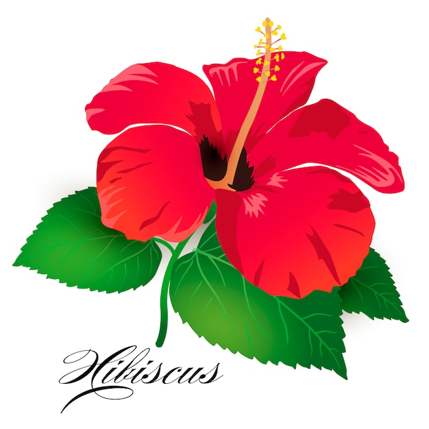 Tropical flower of red hibiscus