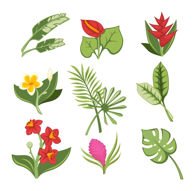 Tropical flowers and exotic botany blossom leaves