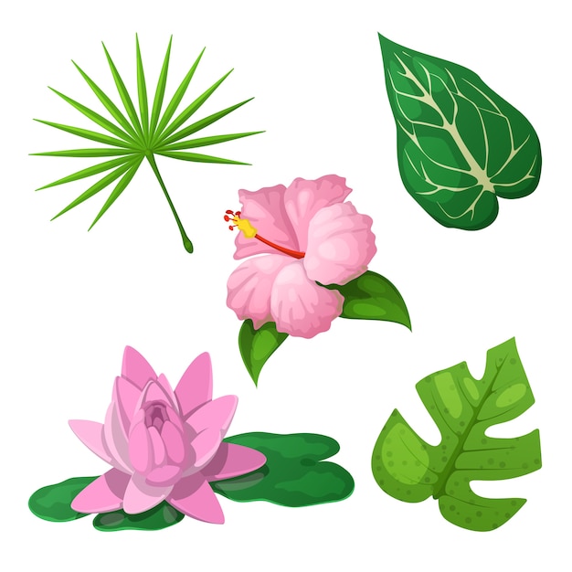 Tropical Flowers and Leaves for Decoration. 