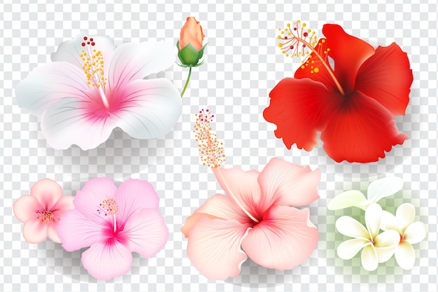 Tropical Flowers Set Isolated