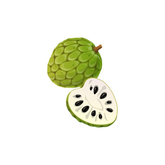 Vettore cherimoya di frutta tropicale o mela cannella isolata