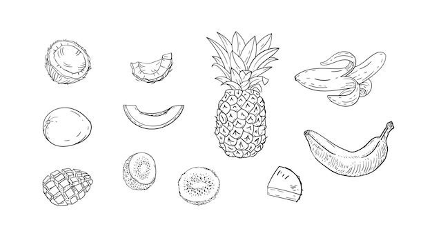 Tropical fruit illustrations