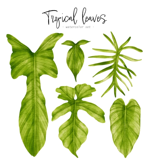 Tropical green leaves watercolor illustration for decorative element