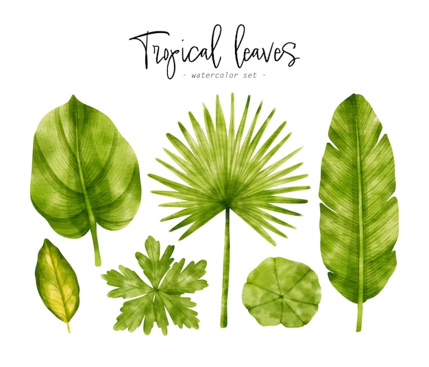 Tropical green Leaves watercolor illustration for Decorative Element