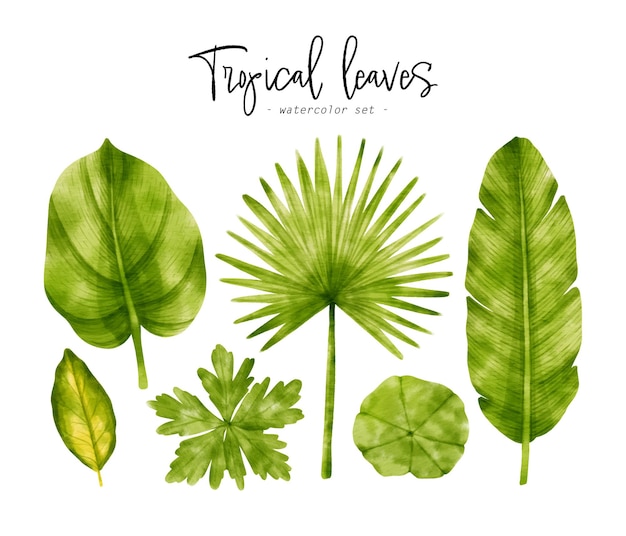 ベクトル 装飾的な要素のための熱帯の緑の葉の水彩イラスト