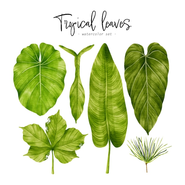 Тропические зеленые листья акварельные иллюстрации для декоративного элемента