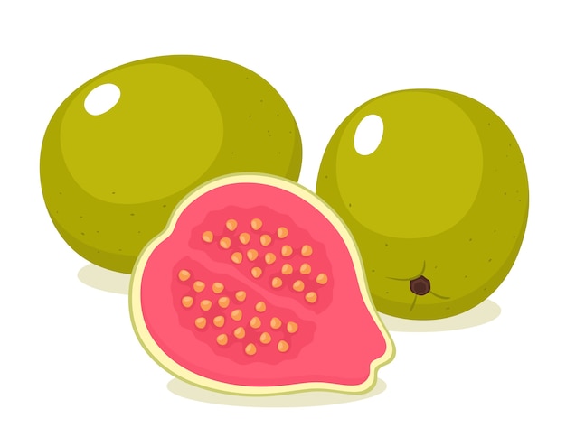 Tropical guava fruit illustration