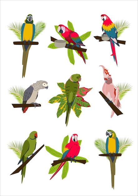 Tropical hand drawn colorful parrots set with plants and leaves Macaw cockatoo gray necklace parrot