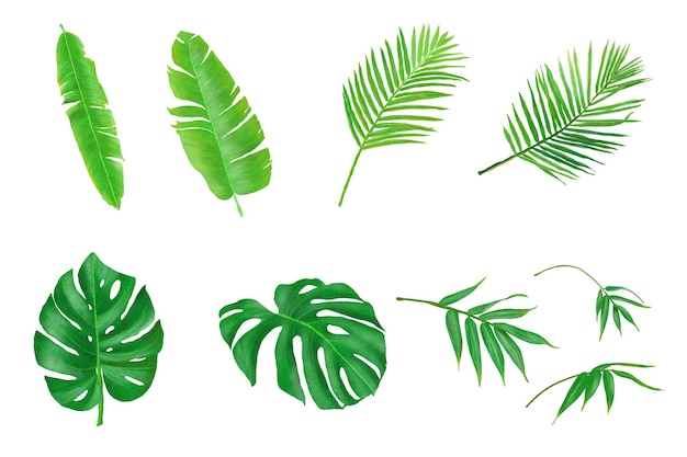 Tropical handpainted leaves