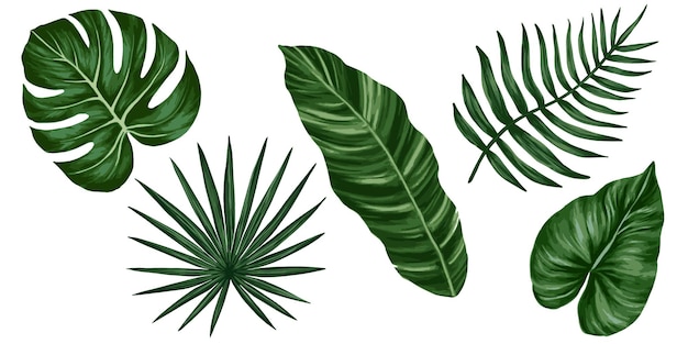 Tropical jungle leaves vector set Monstera palm leaves Realistic hand drawn illustration Isolated on white