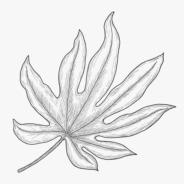 Tropical Leaf Drawing Outline Component