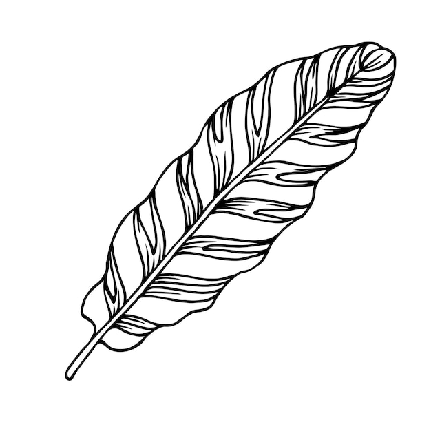 Vector tropical leaf with stripes black outline sketch