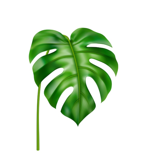 Tropical leafage and vegetation of jungles and rainforests isolated curved monstera leaf houseplant