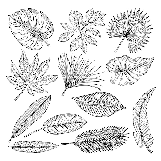 Тропические листья и растения. векторные рисунки руки изолировать | Премиум  векторы
