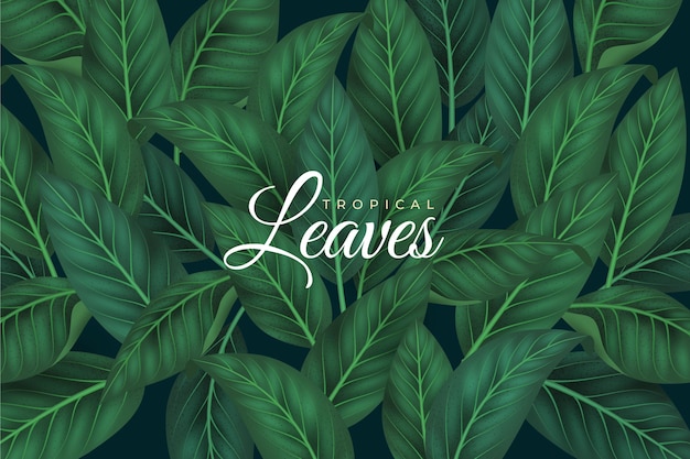 Tropical leaves background design