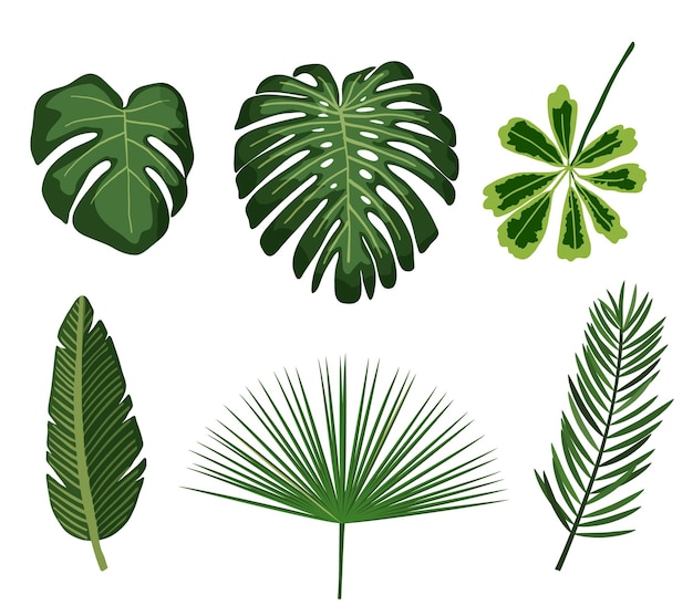 Vector tropical leaves botanical palm tropic leaf set foliage summer plant exotic jungle green design elements